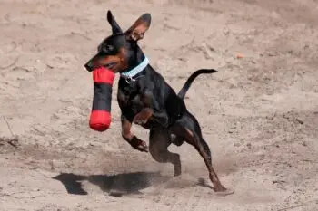 Top Miniature Pinscher Activity Trackers for 2026