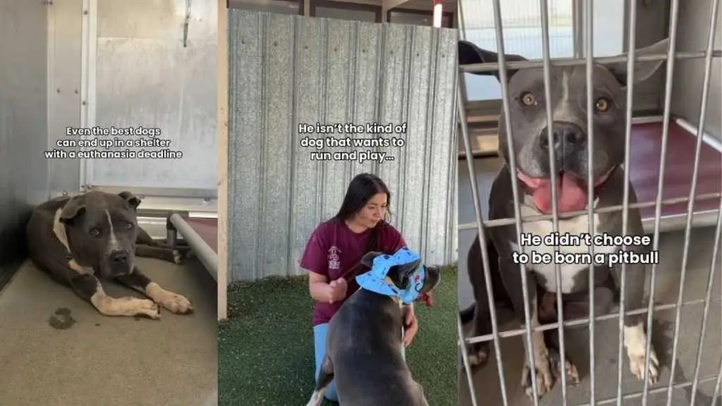 Heartbreak for Shelter Dog: A Plea for Affection