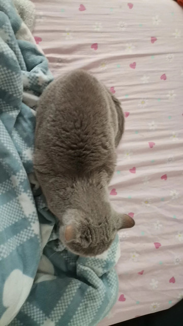 catloaf