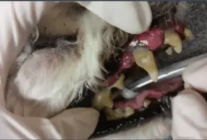 The Hidden Dangers of Canine Dental Disease
