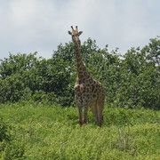 DSC07511