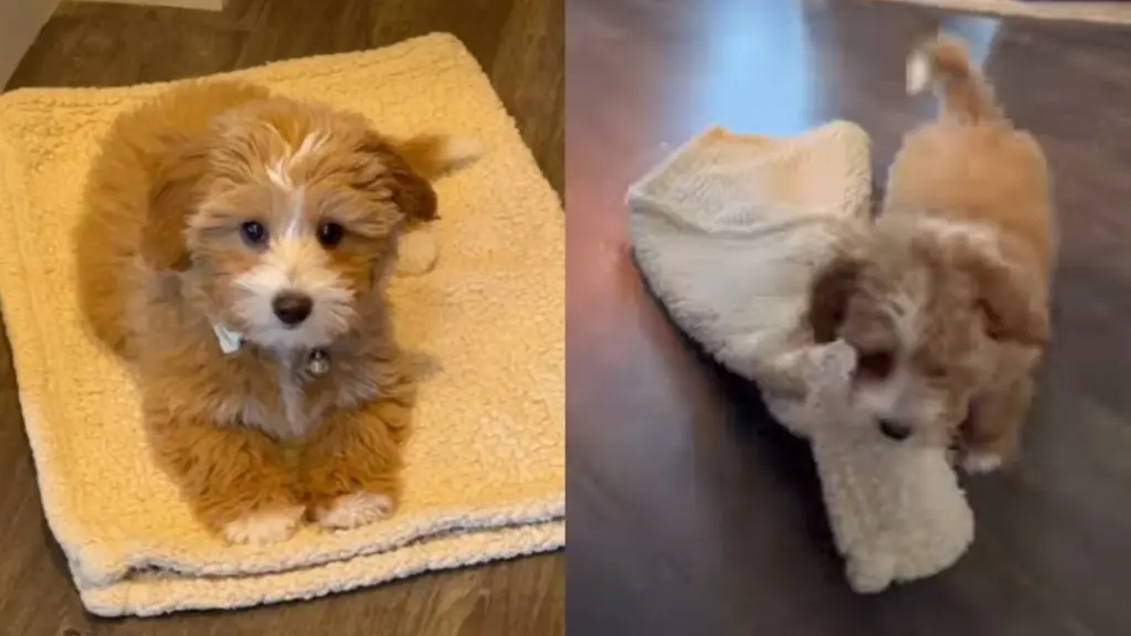 Clever Puppy Finds Unique Way to Obey Owner's Request