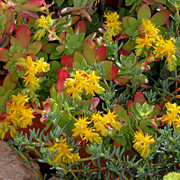 IMG-7008
