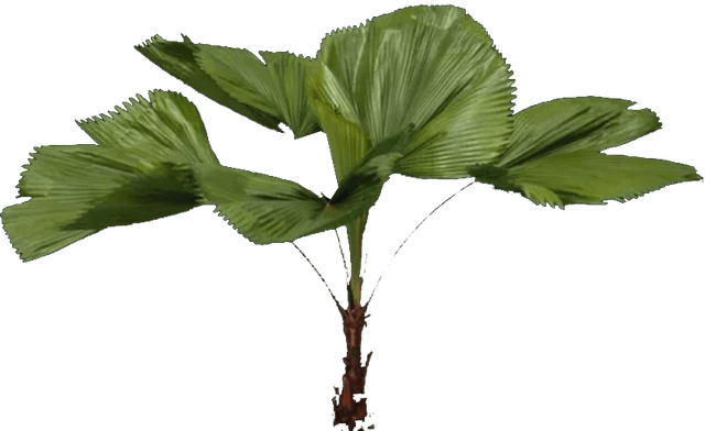 planta1.png