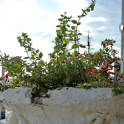 DSC-6812