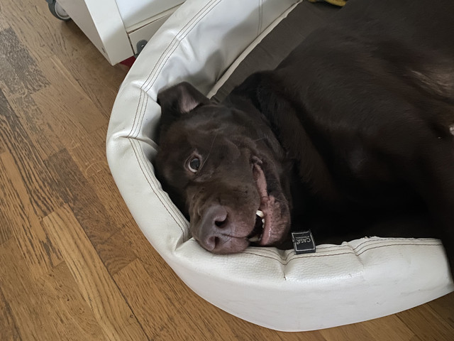 223-D9-A88-B669-4562-860-A-9383-B8-E6737