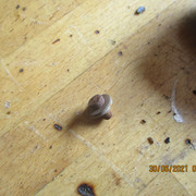 IMG-5609
