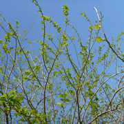 2017-04-29-171