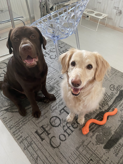 8-D336-BD9-5-E27-48-D6-93-C0-085-A4-A288