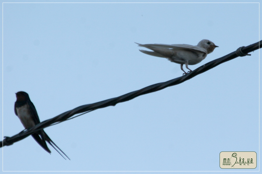 Альбіносна особина ластівки сільської (Hirundo-rustica) у Чорноморському біосферному заповіднику Альбіносна особина ластівки сільської (Hirundo-rustica) у Чорноморському біосферному заповіднику
