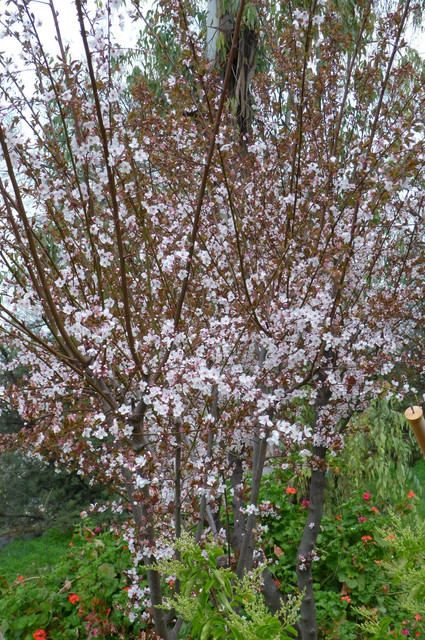 Cereza Sakura.jpg