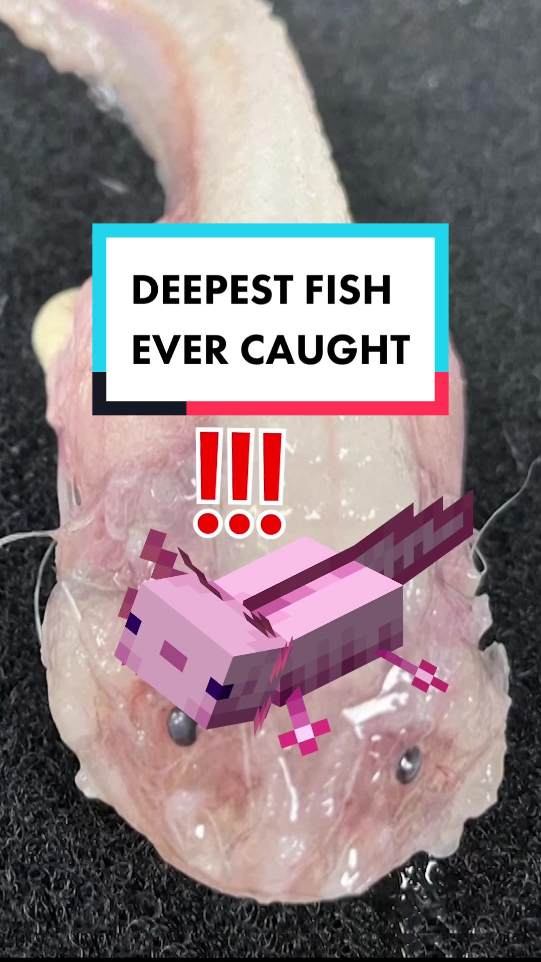 World’s Deepest Fish