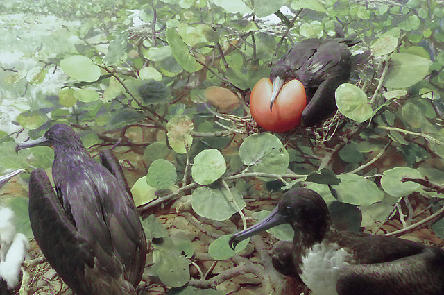 Frigatebird.jpg