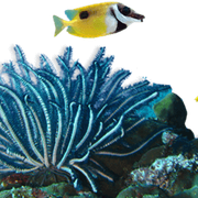 coral-peces