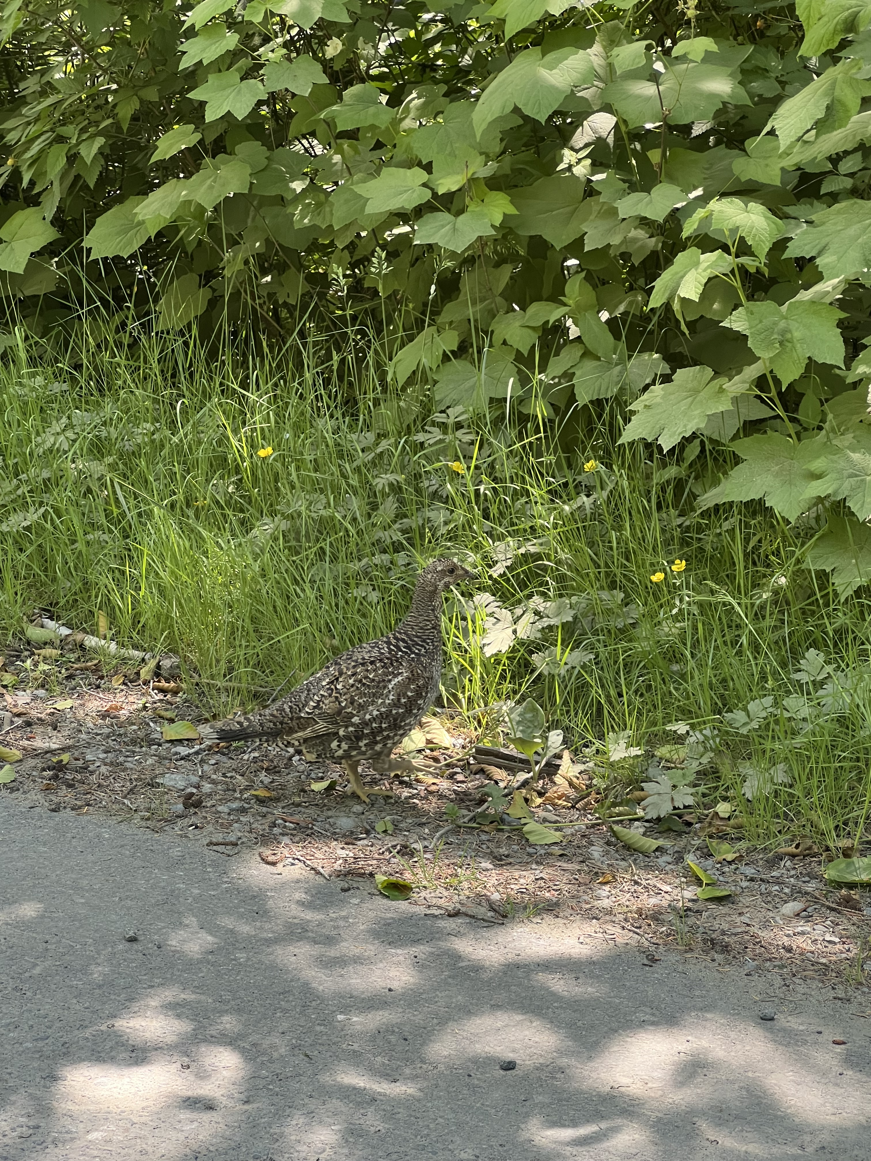 最近認識された鳥の写真