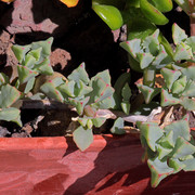 IMG-8101