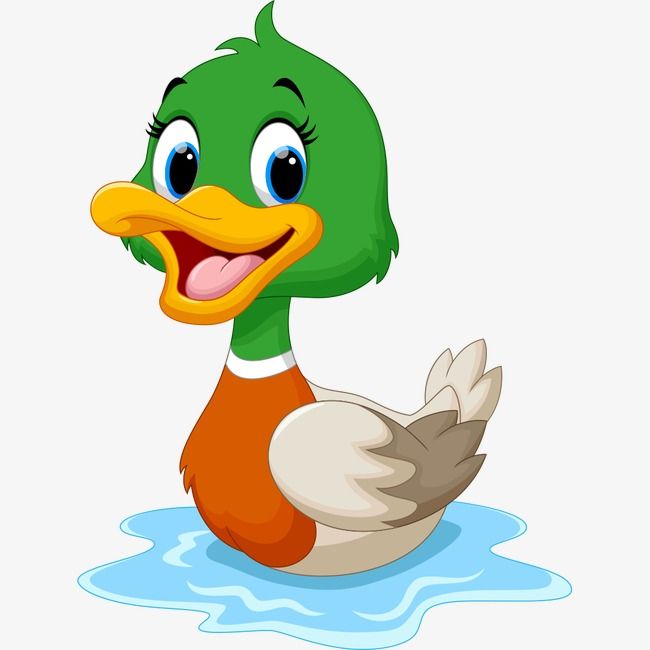 بطة