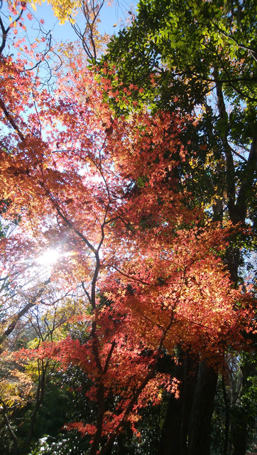 IMG-20221215-130040