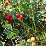 DSC00097