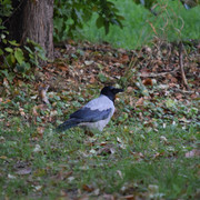 DSC 0736