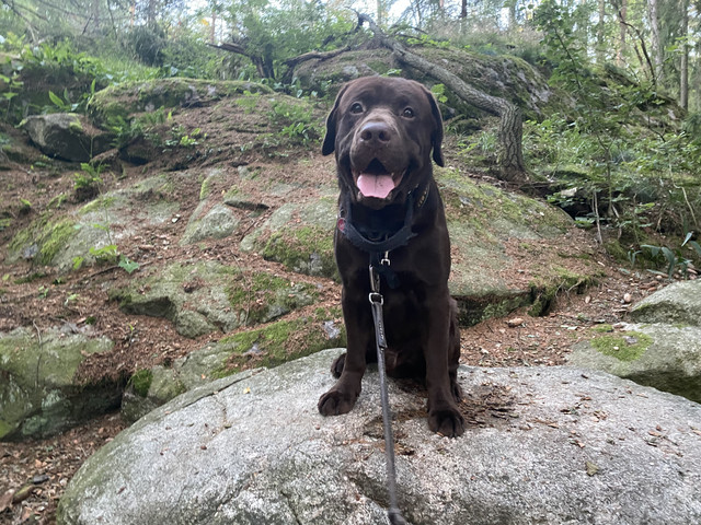 53-F7-F224-17-CA-4-FD7-ABF5-89-C1715-DDC