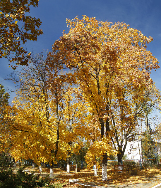 1002a003m.jpg