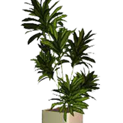 planty
