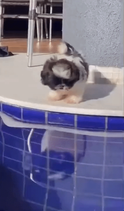 gif-7526040