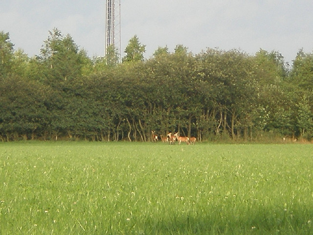 OLYMPUS-DIGITAL-CAMERA