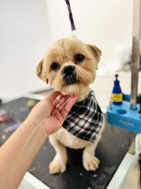 Archie Pet Care Spa Gallery