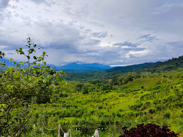 Sabah Tea Resort 沙巴 旅游照片