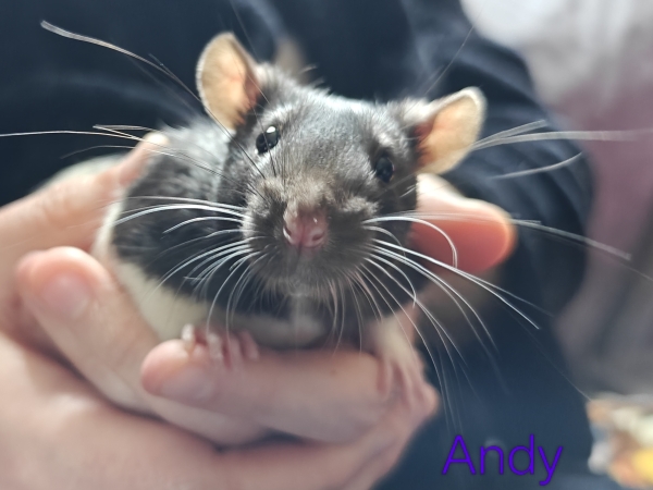 Andy