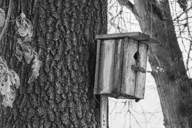 DSC00065bw.jpg