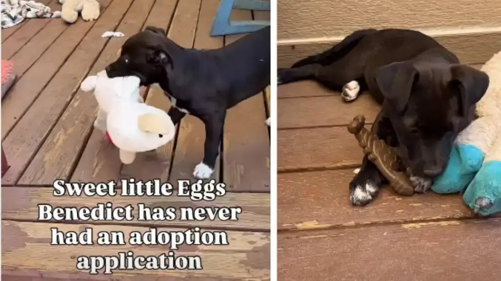 Shelter Puppy's Heartwarming Adoption Story