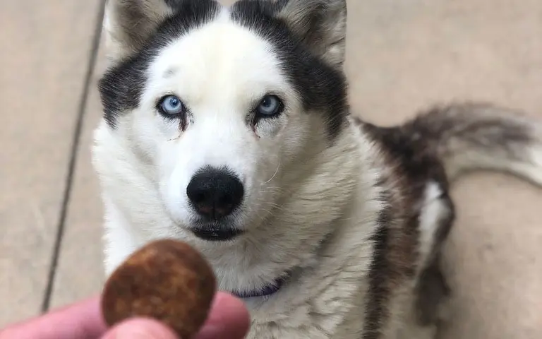 Dog Itching Relief: Amazon Prime Treats May Be the Answer