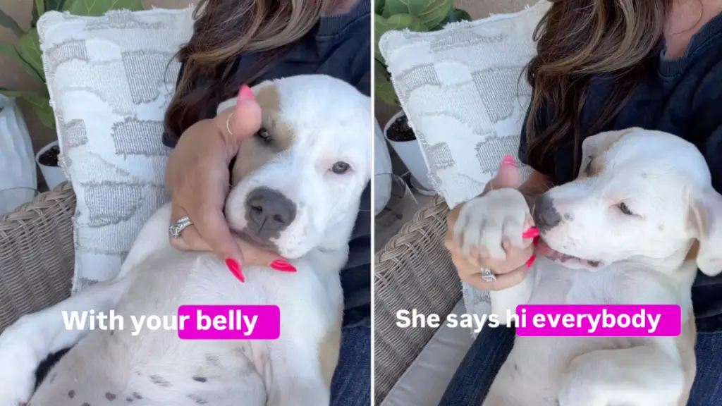 Rescue Puppy Wins Hearts with Quirky Personality