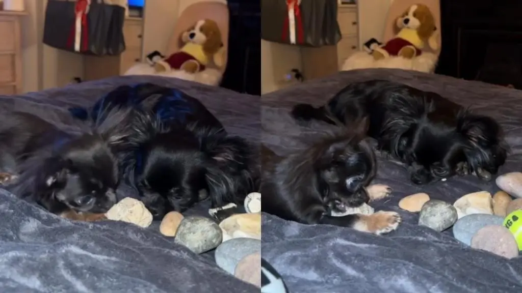 Dog Shares Unique Hobby with His Adorable Sister