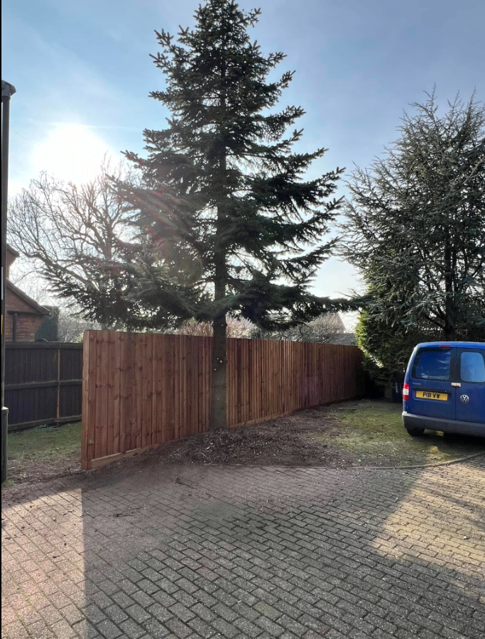 Tree Removal Project