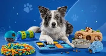 Canine Enrichment: The Power of Puzzle Toys