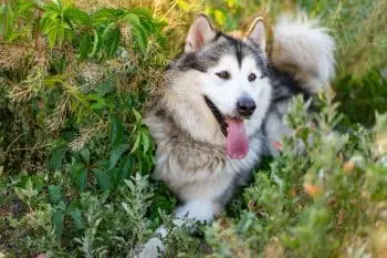 Choosing the Right Puppy Food for Your Alaskan Malamute