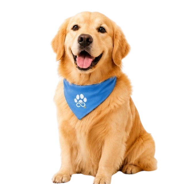 Happy golden retriever