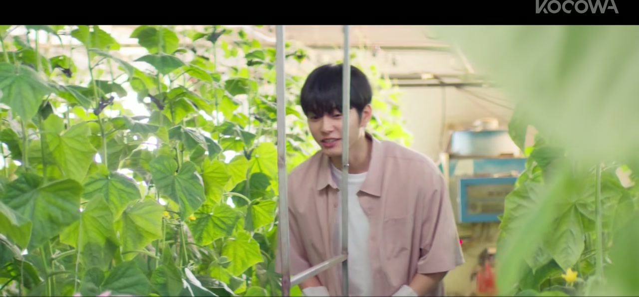 Cabbage Your Life Screenshot
