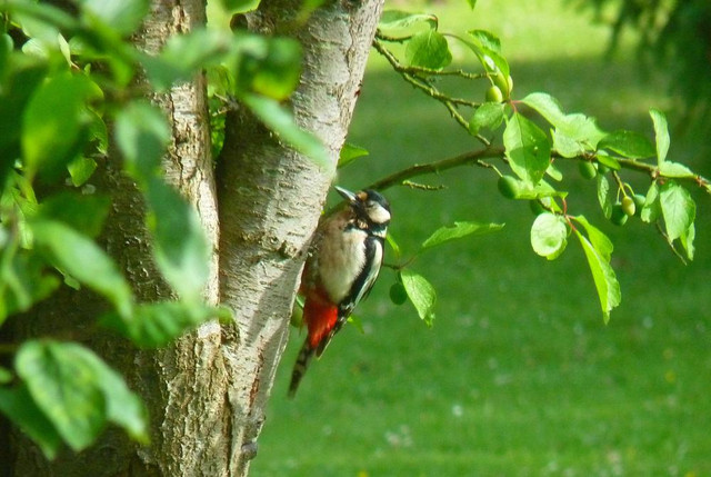 P1260938 Copie.jpg