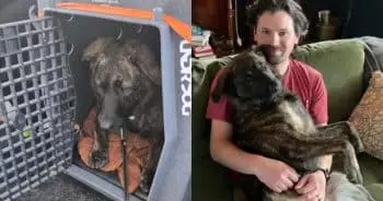 Abandoned Puppy Finds Forever Home