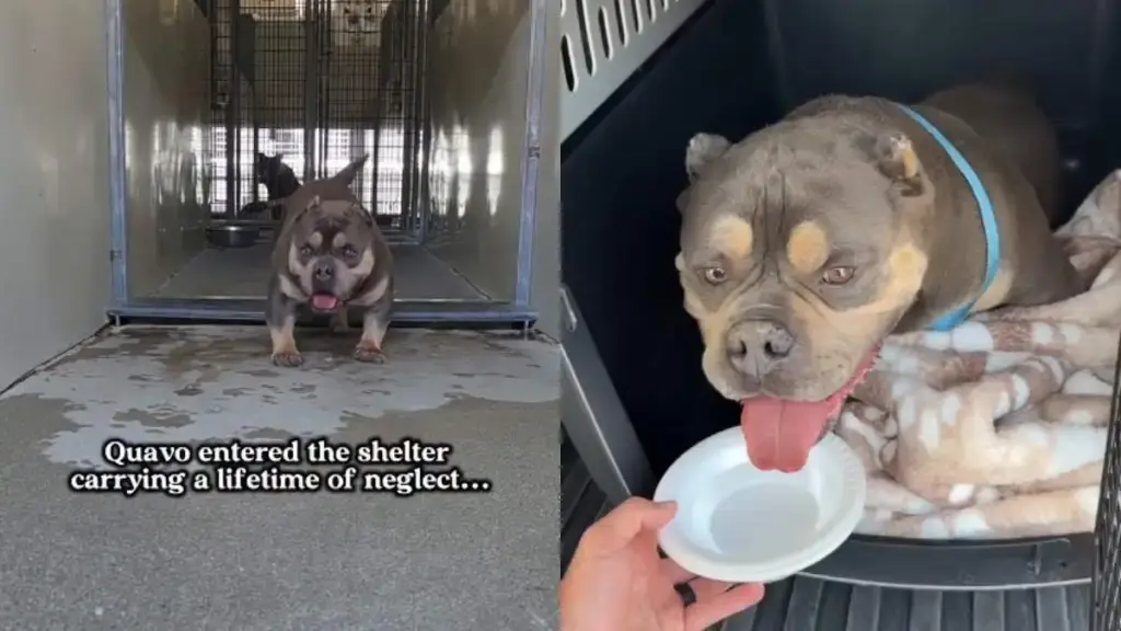 Rescued Dog's Road to Recovery After Lifetime of Neglect