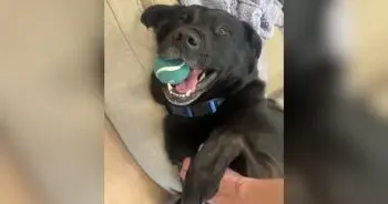 Teddy the Senior Dog Finds Hope After Months in Shelter