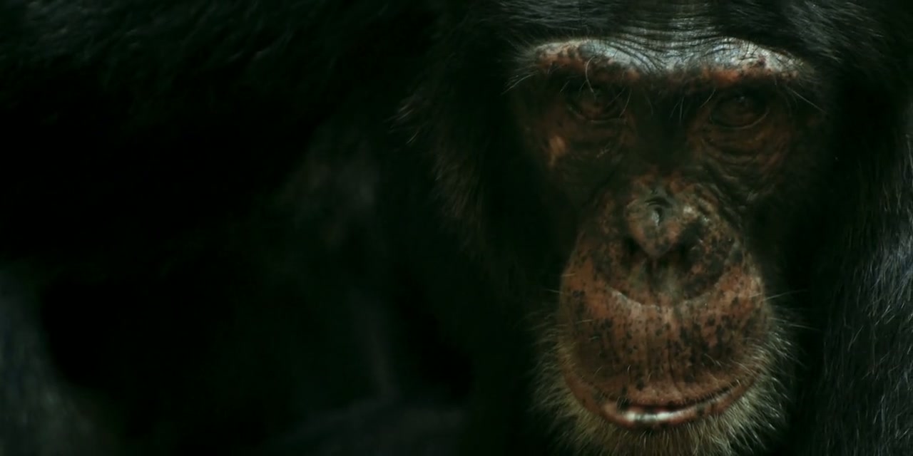 Chimp Empire Screenshot