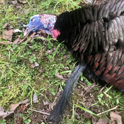 2018 turkey 02
