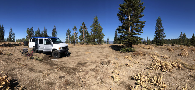 Pine1