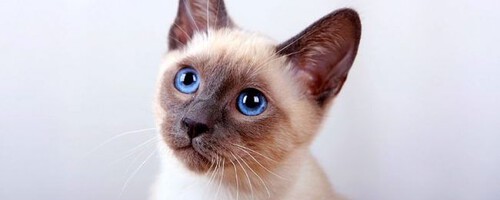 https://i.ibb.co/Cs4sFdw4/result-1000006949.jpg